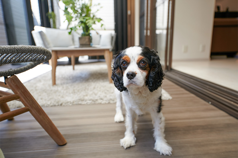 可愛いわんちゃん