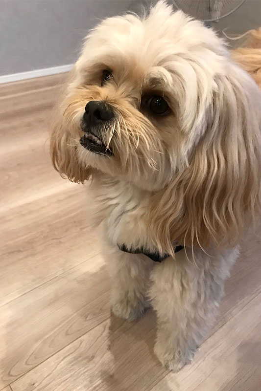 S様のわんちゃん